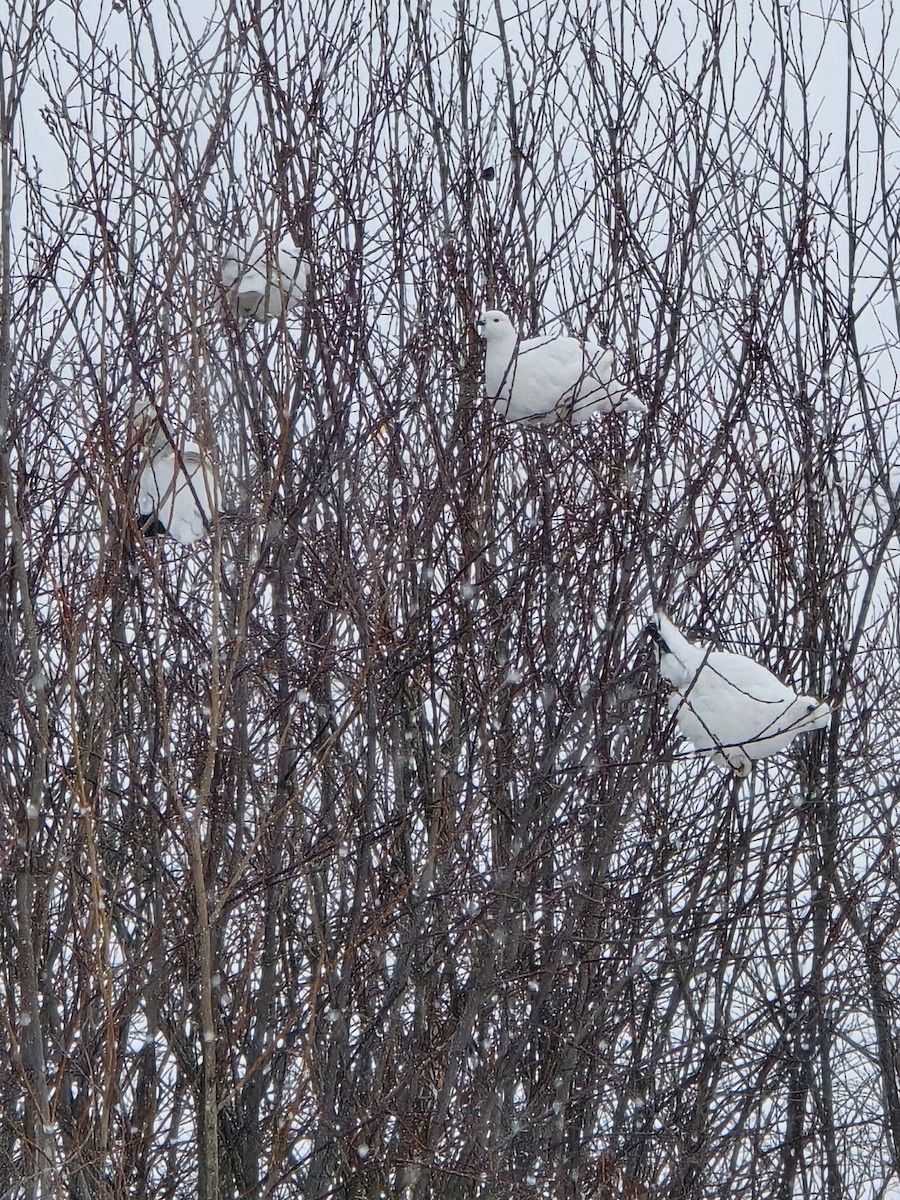 Lagópodo Común - ML645327762
