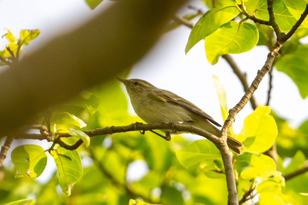 budníček zelený - ML645327764