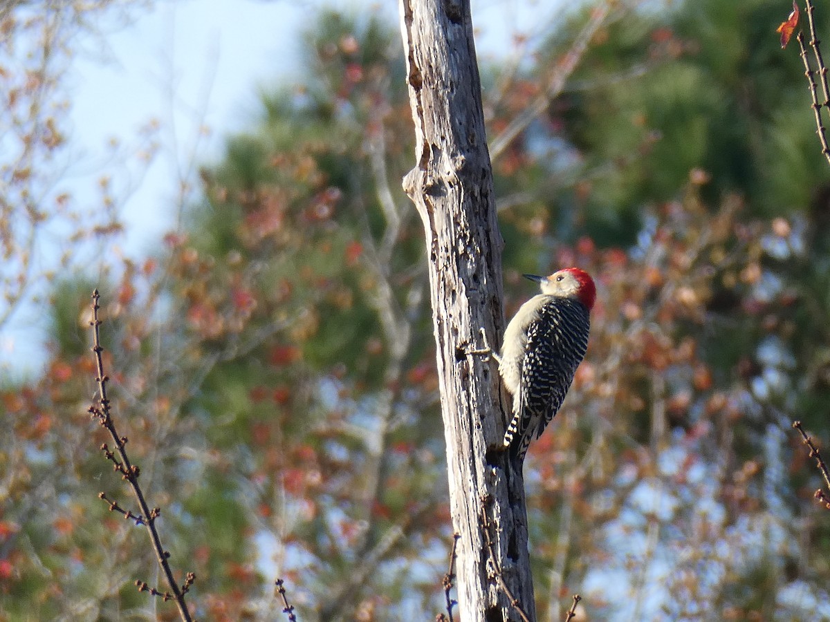 Red-bellied Woodpecker - ML645327765