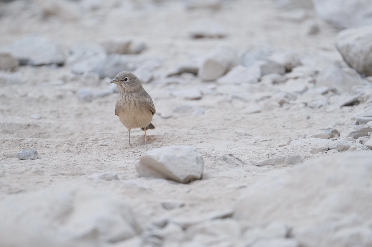 Desert Lark - ML645327773