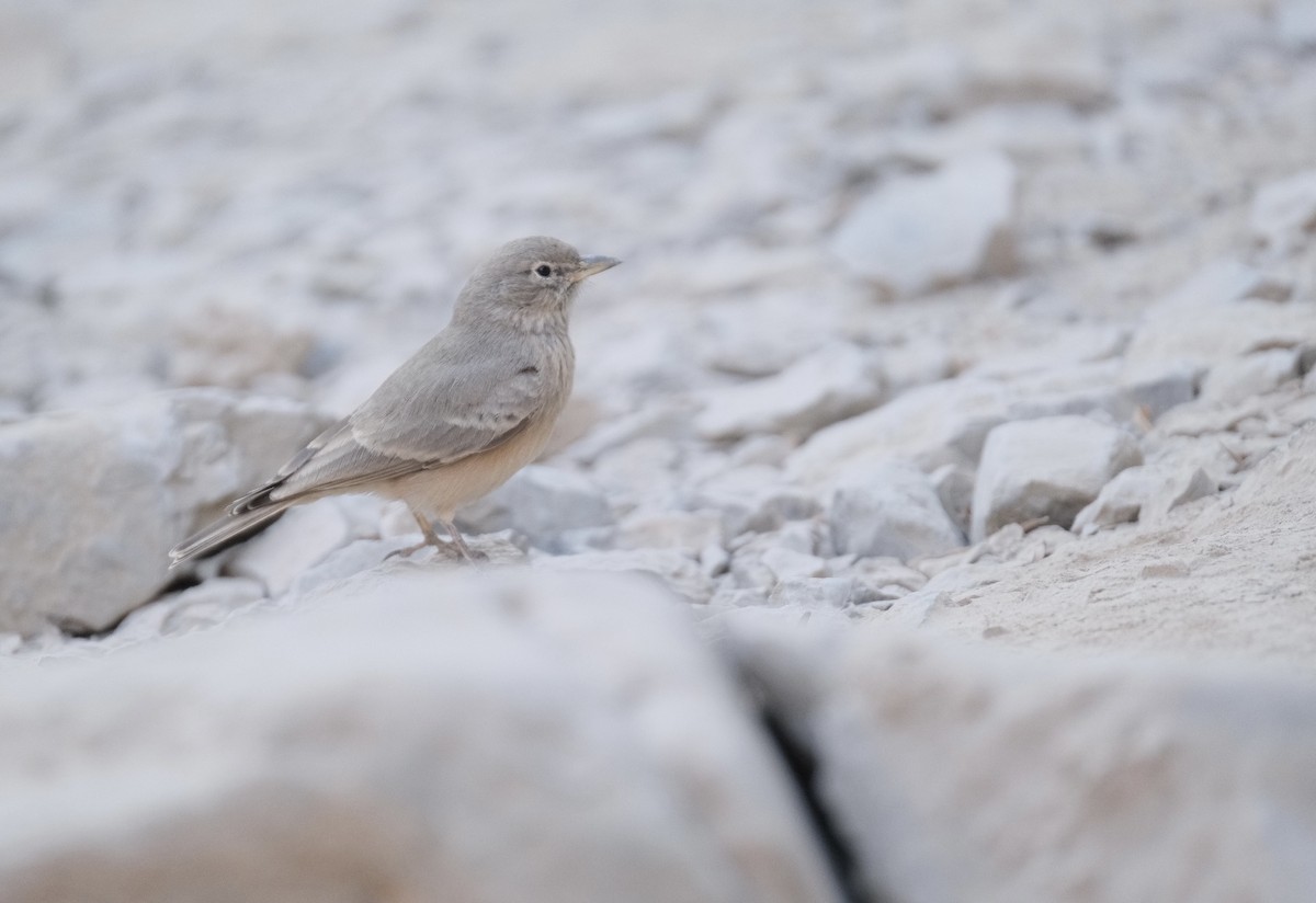 Desert Lark - ML645327774