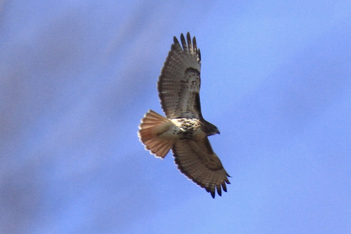 Red-tailed Hawk (abieticola) - ML645327780
