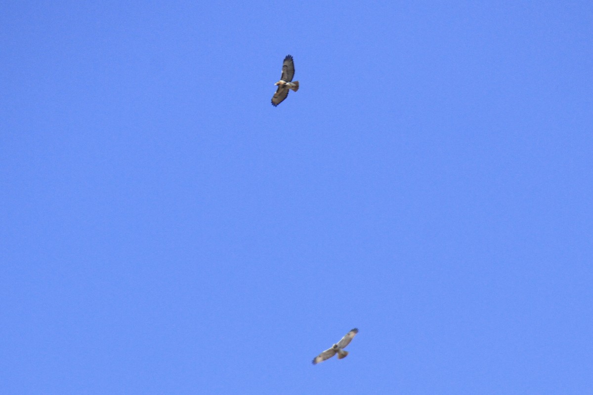 Red-tailed Hawk (abieticola) - ML645327781