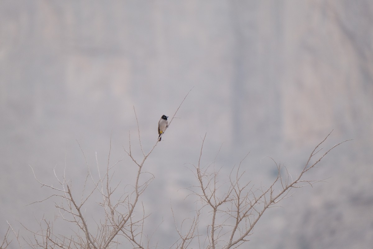 White-spectacled Bulbul - ML645327789