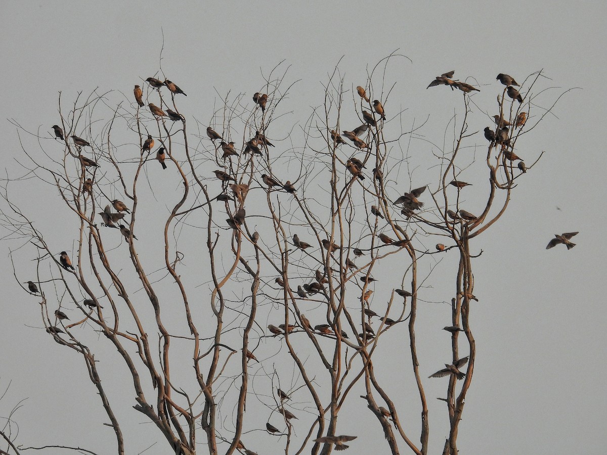 Rosy Starling - ML645327796