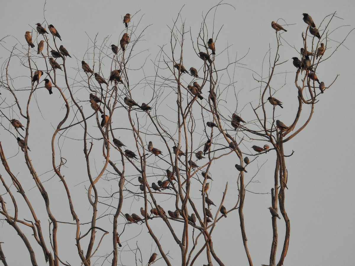 Rosy Starling - ML645327797