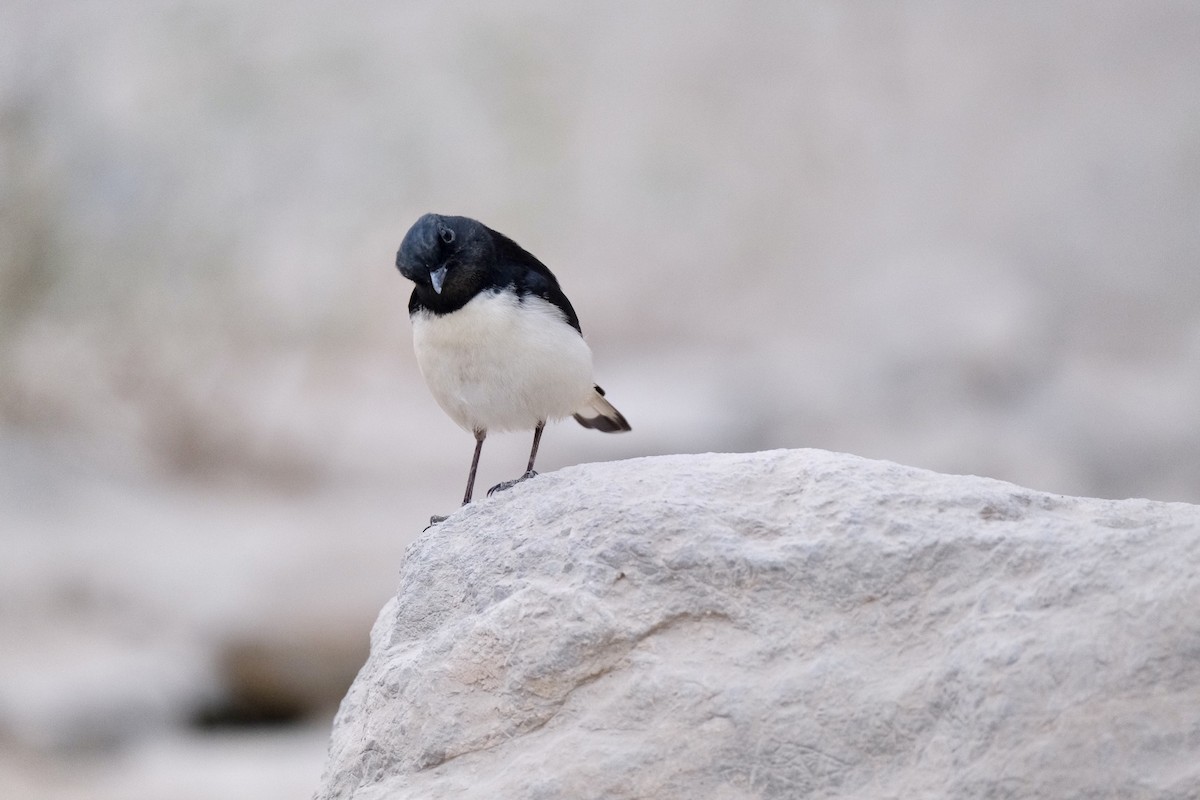 Hume's Wheatear - ML645327805