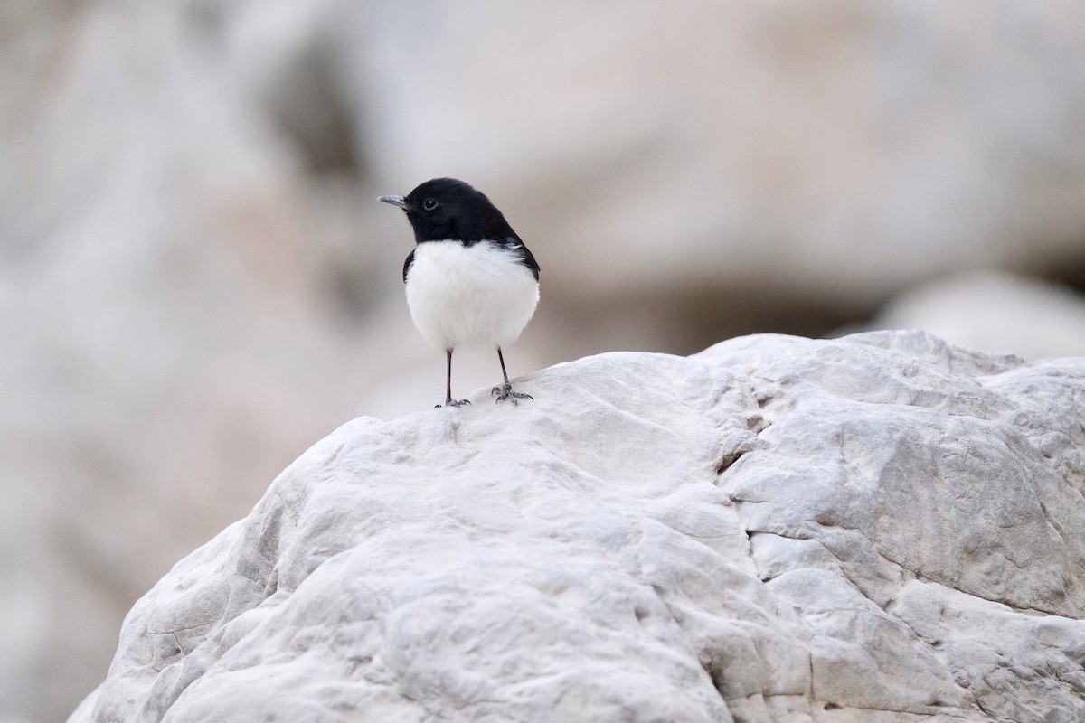 Hume's Wheatear - ML645327806