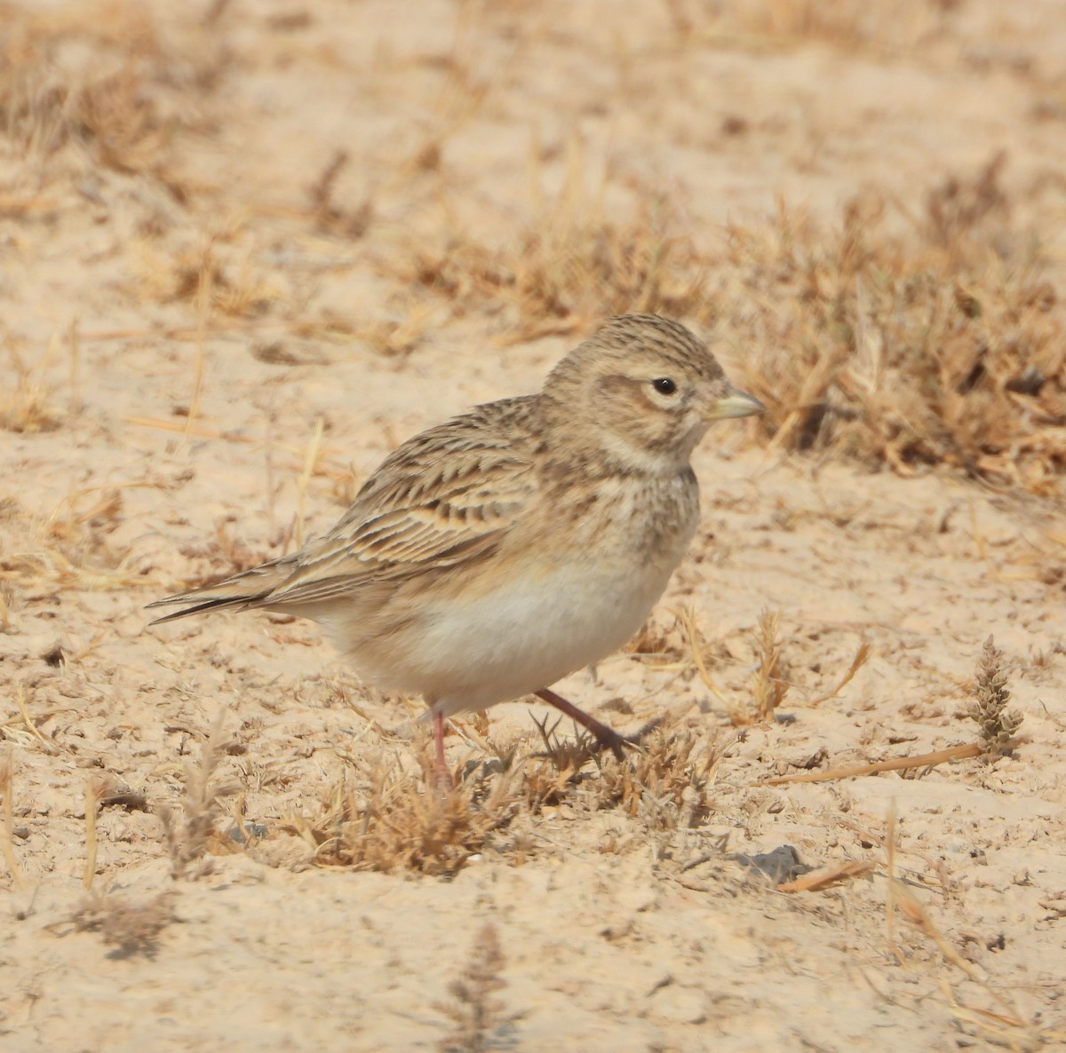 Turkestan Short-toed Lark - ML645327808