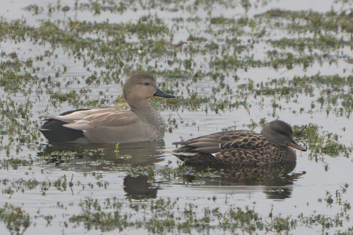 kopřivka obecná - ML645327811