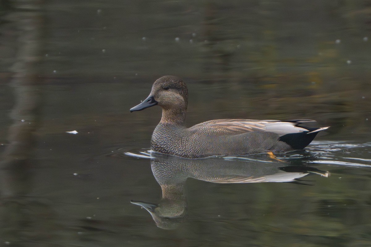 kopřivka obecná - ML645327812
