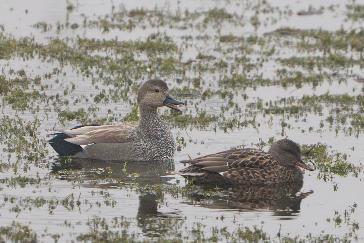 kopřivka obecná - ML645327813