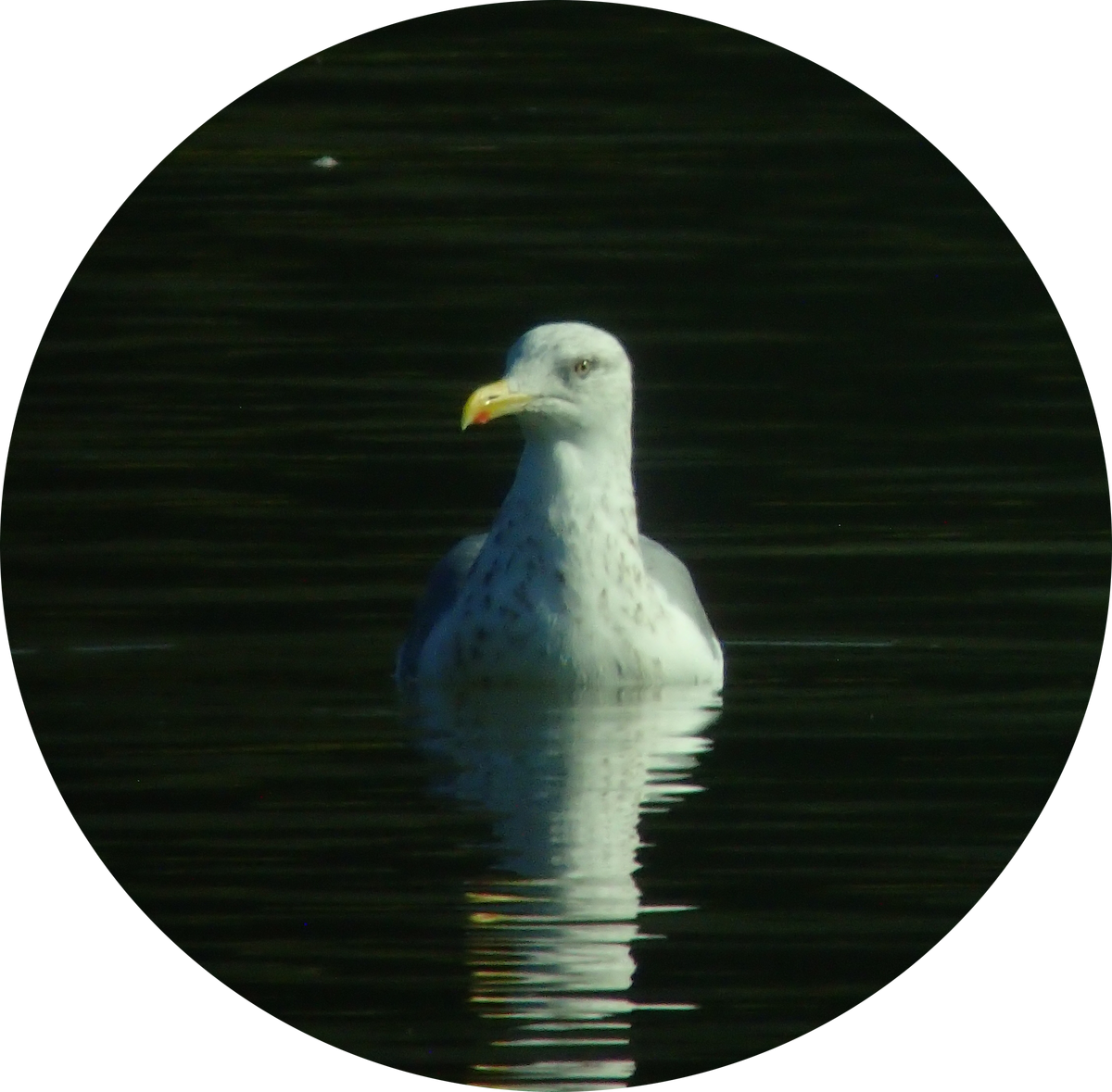 Vega Gull - ML645327814