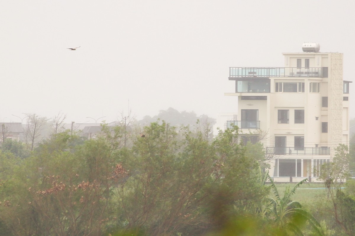 Eastern Marsh Harrier - ML645327818