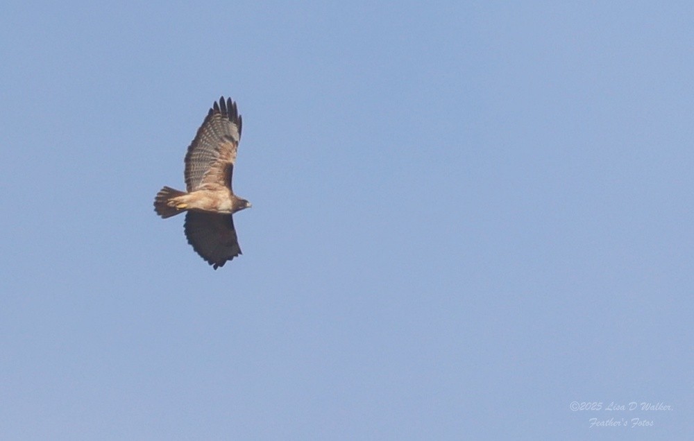 Red-tailed Hawk - ML645327826