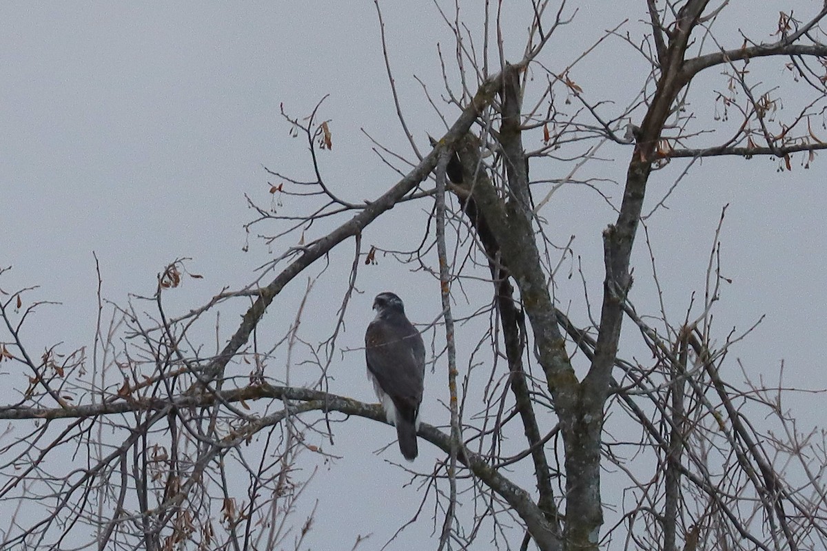 American Goshawk - ML645327836