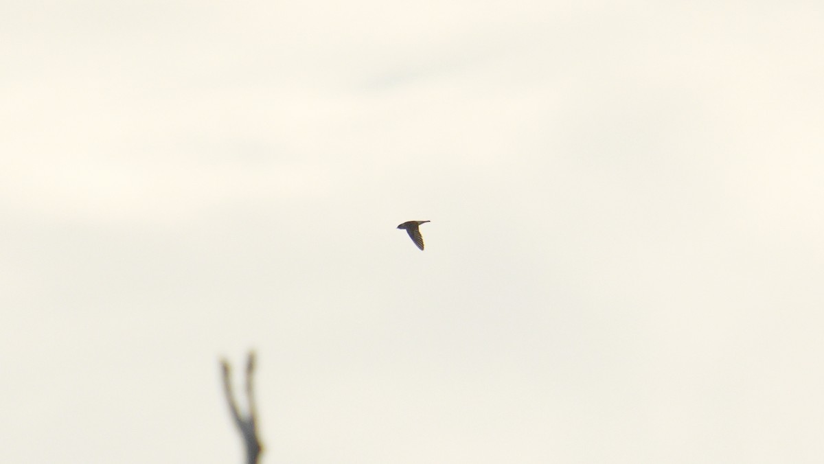 Tree Martin - ML645327841