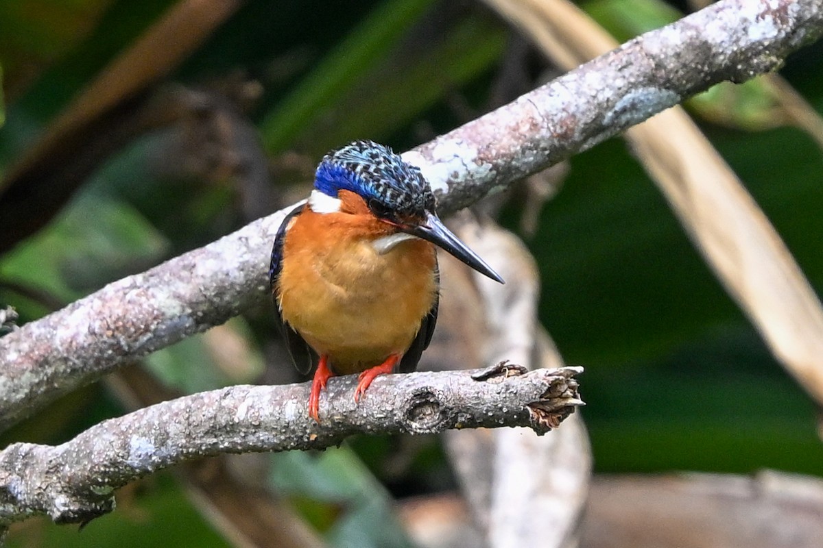 Malagasy Kingfisher - ML645327845