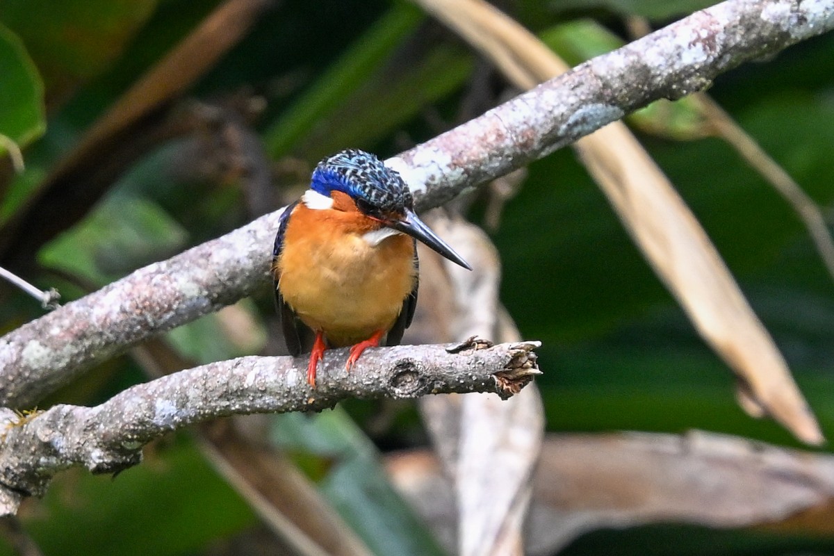 Malagasy Kingfisher - ML645327846