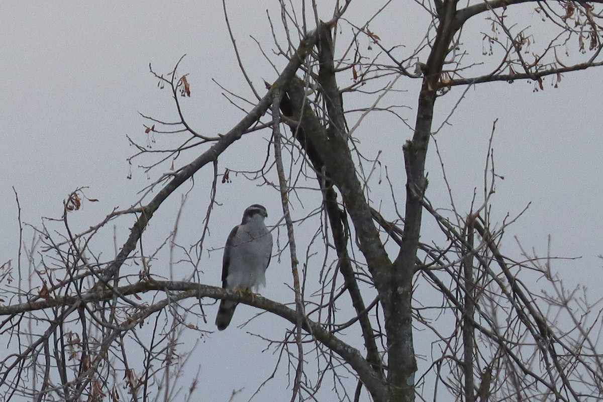 American Goshawk - ML645327863
