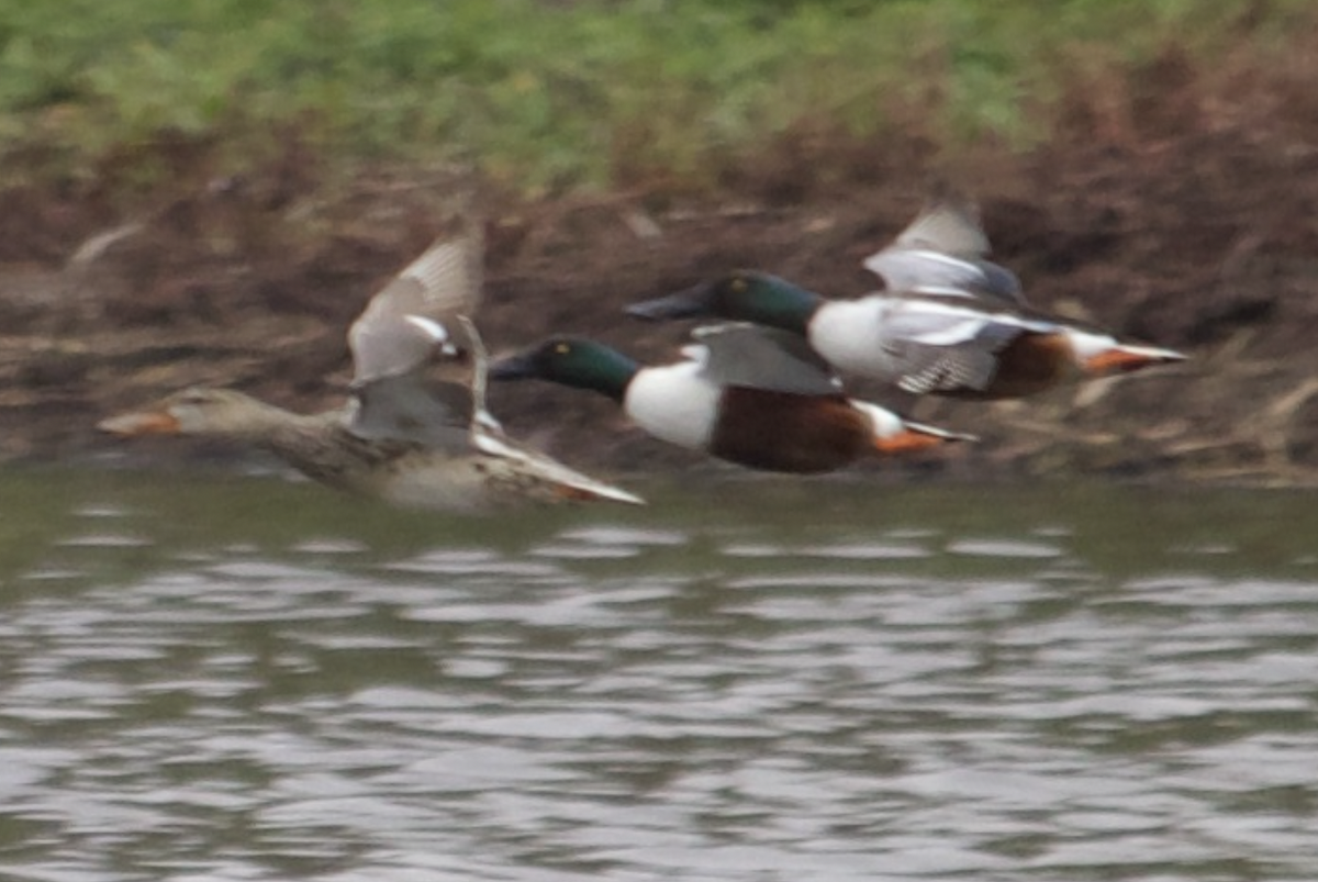 lžičák pestrý - ML645327877