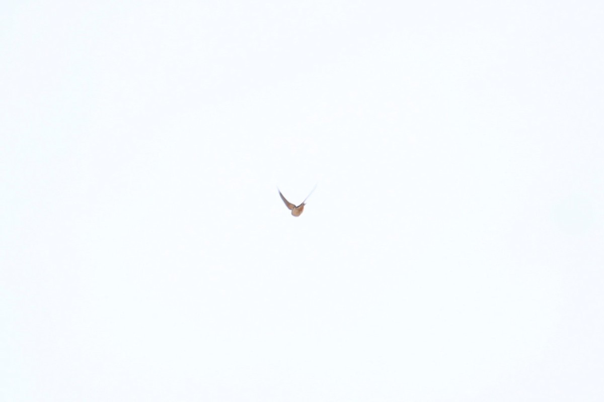 Ластівка сільська - ML645327887