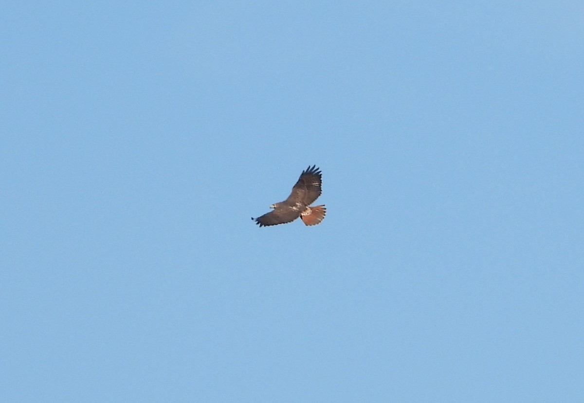 Busardo Colirrojo - ML645327889