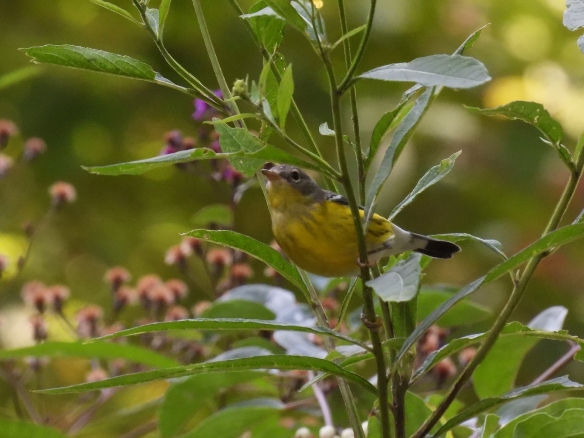Magnolia Warbler - ML645327891