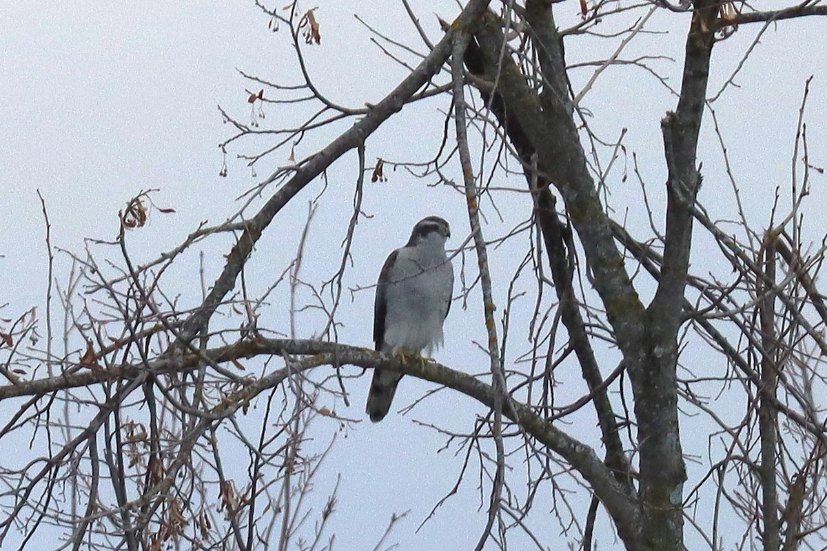 American Goshawk - ML645327892