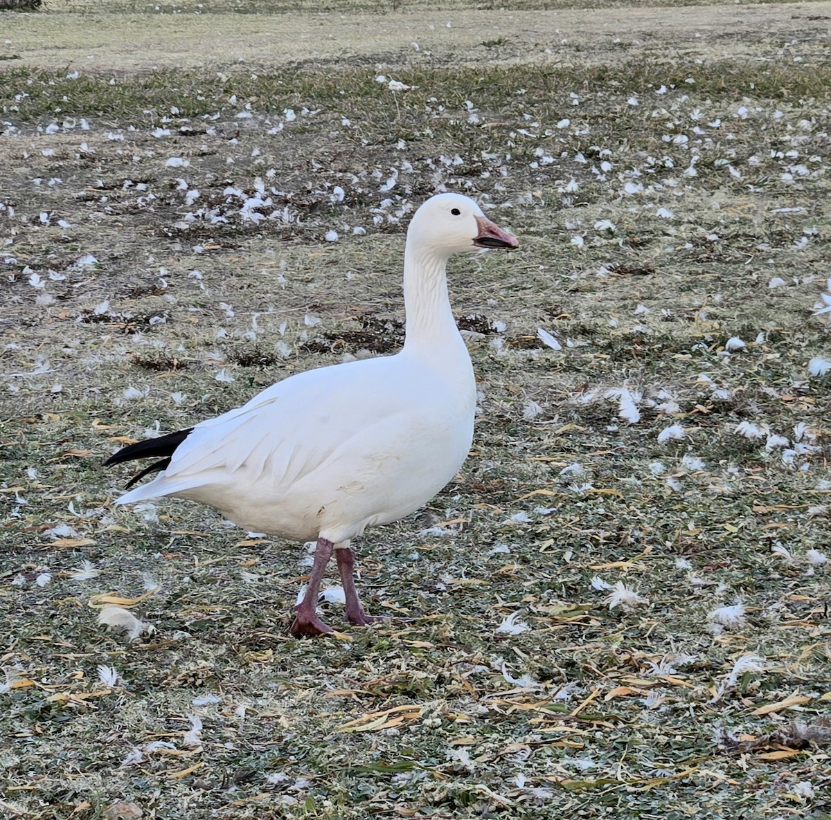 Snow Goose - ML645327922