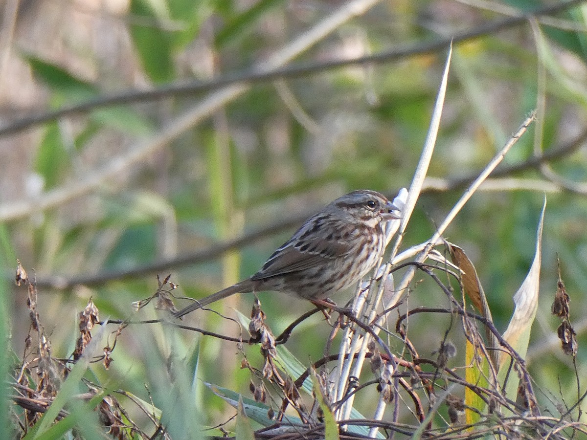 Song Sparrow - ML645327931