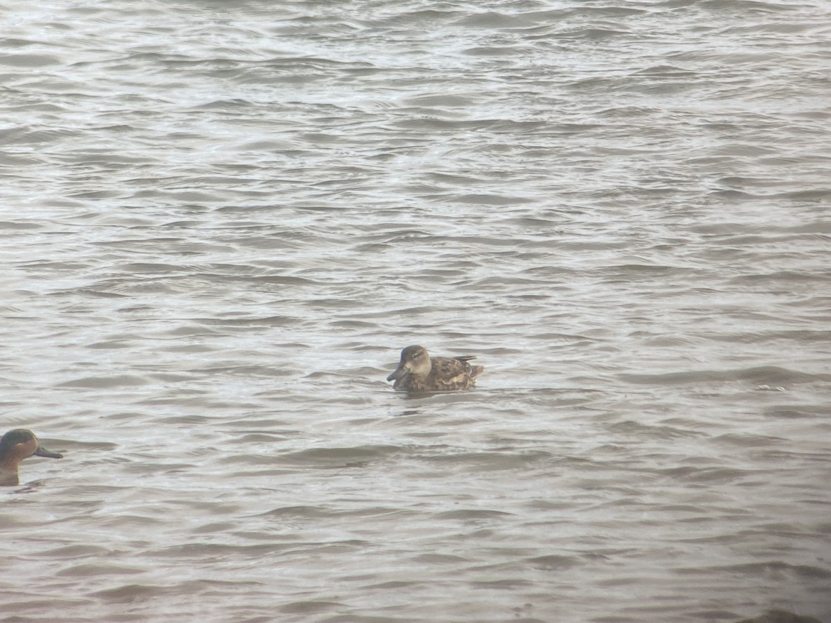 Zertzeta hegalurdina - ML645327935