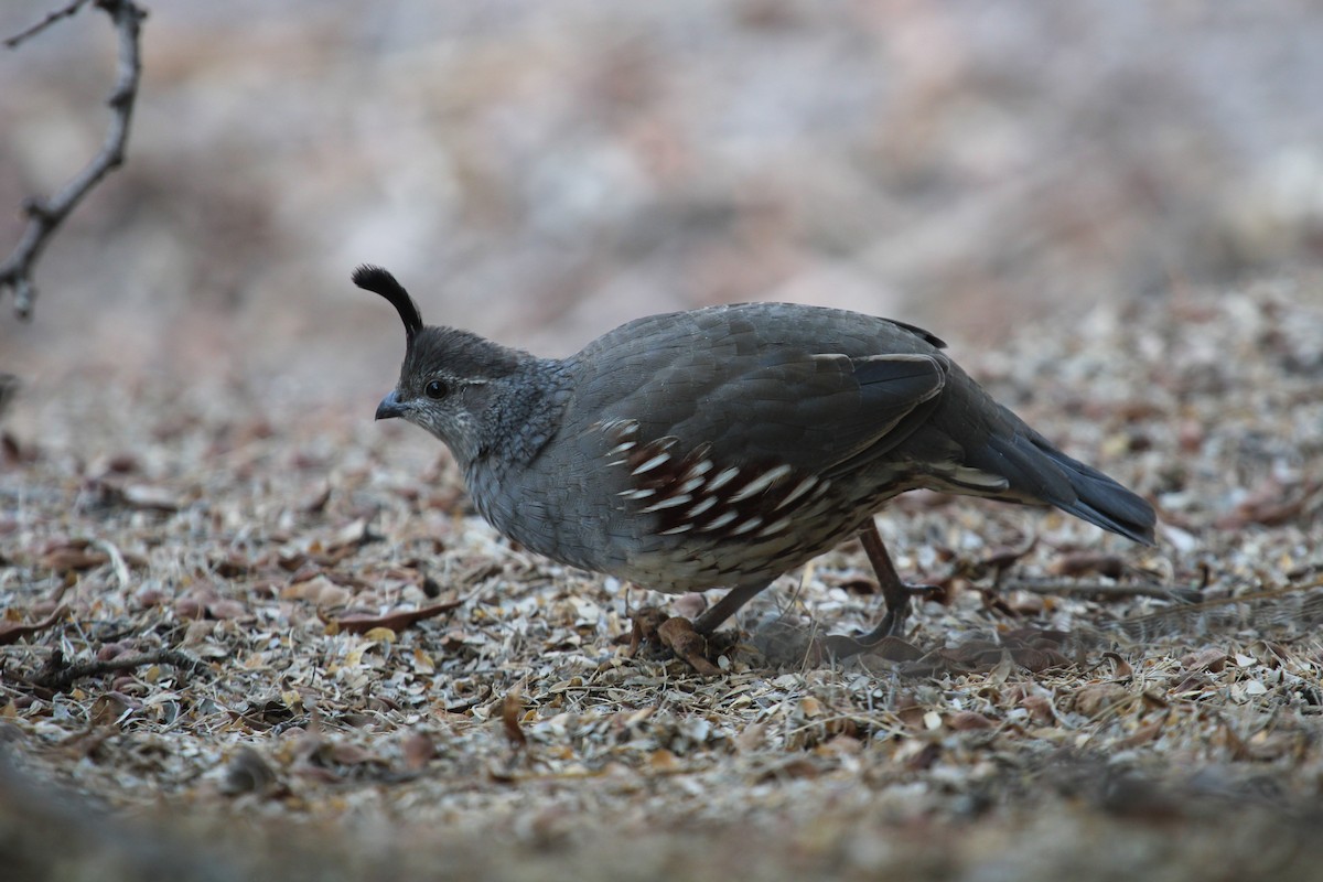 Gambel's Quail - ML645327939
