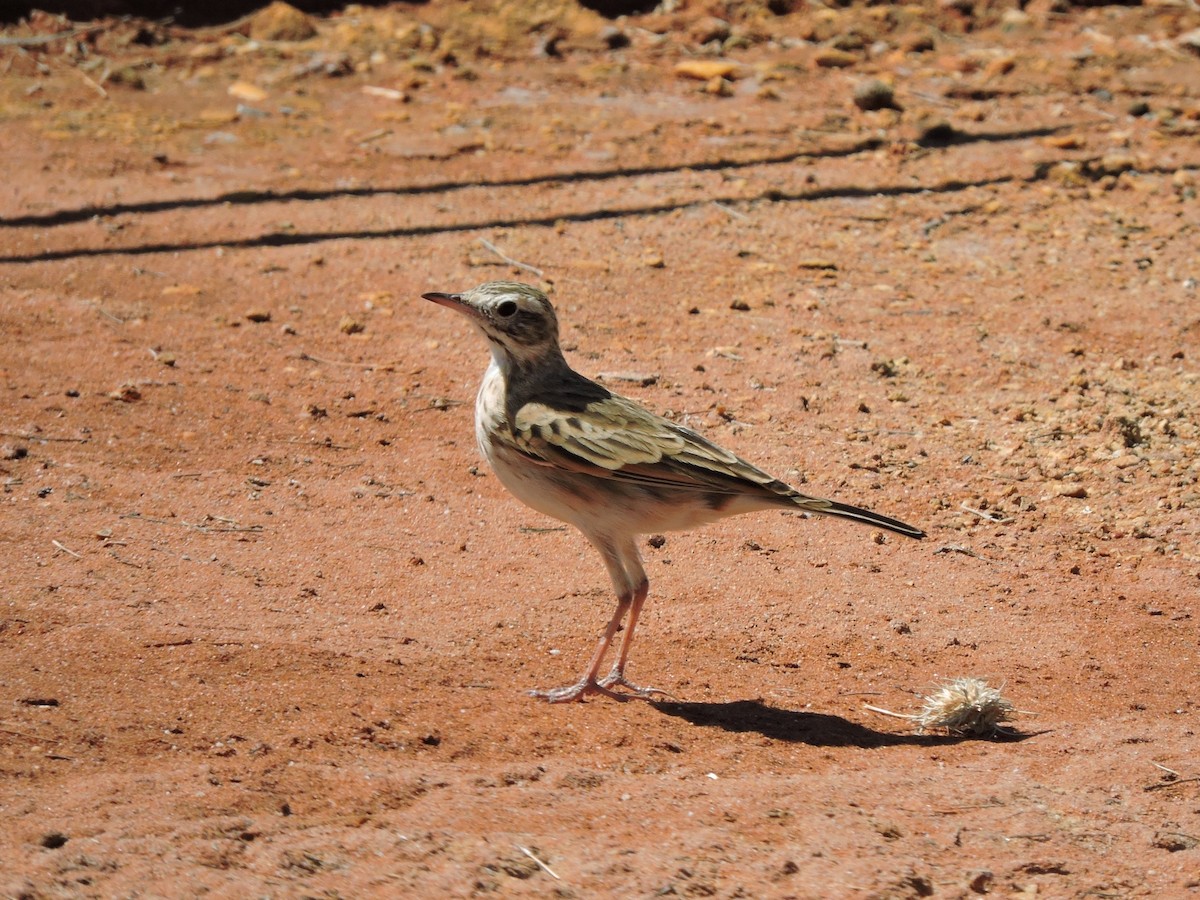 Australian Pipit - ML645327945