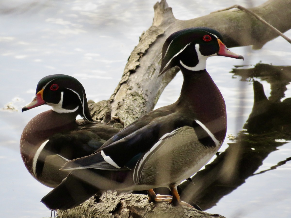 Canard branchu - ML645327957