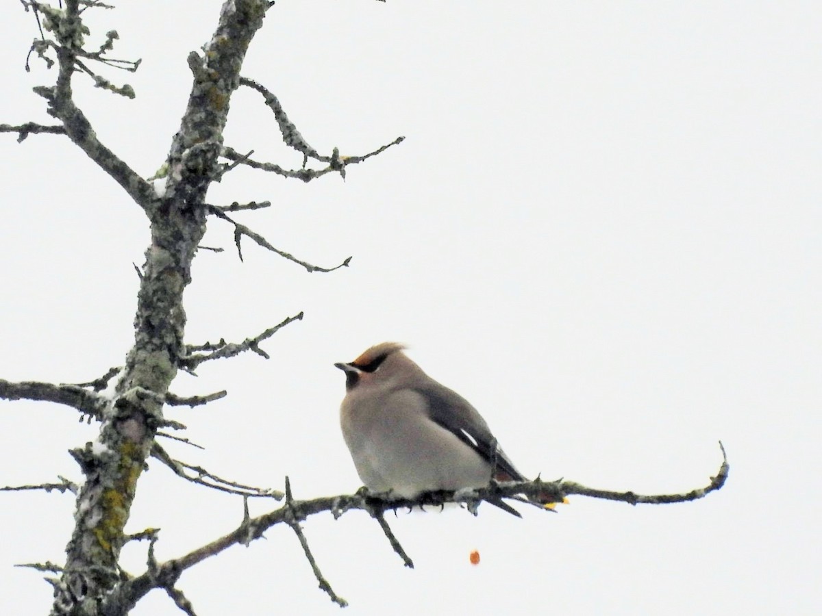 キレンジャク - ML645327962