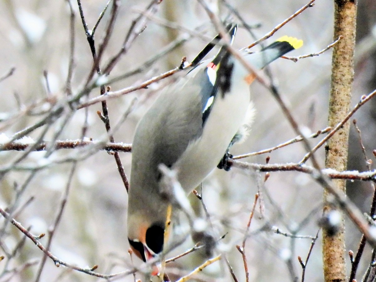 キレンジャク - ML645327979