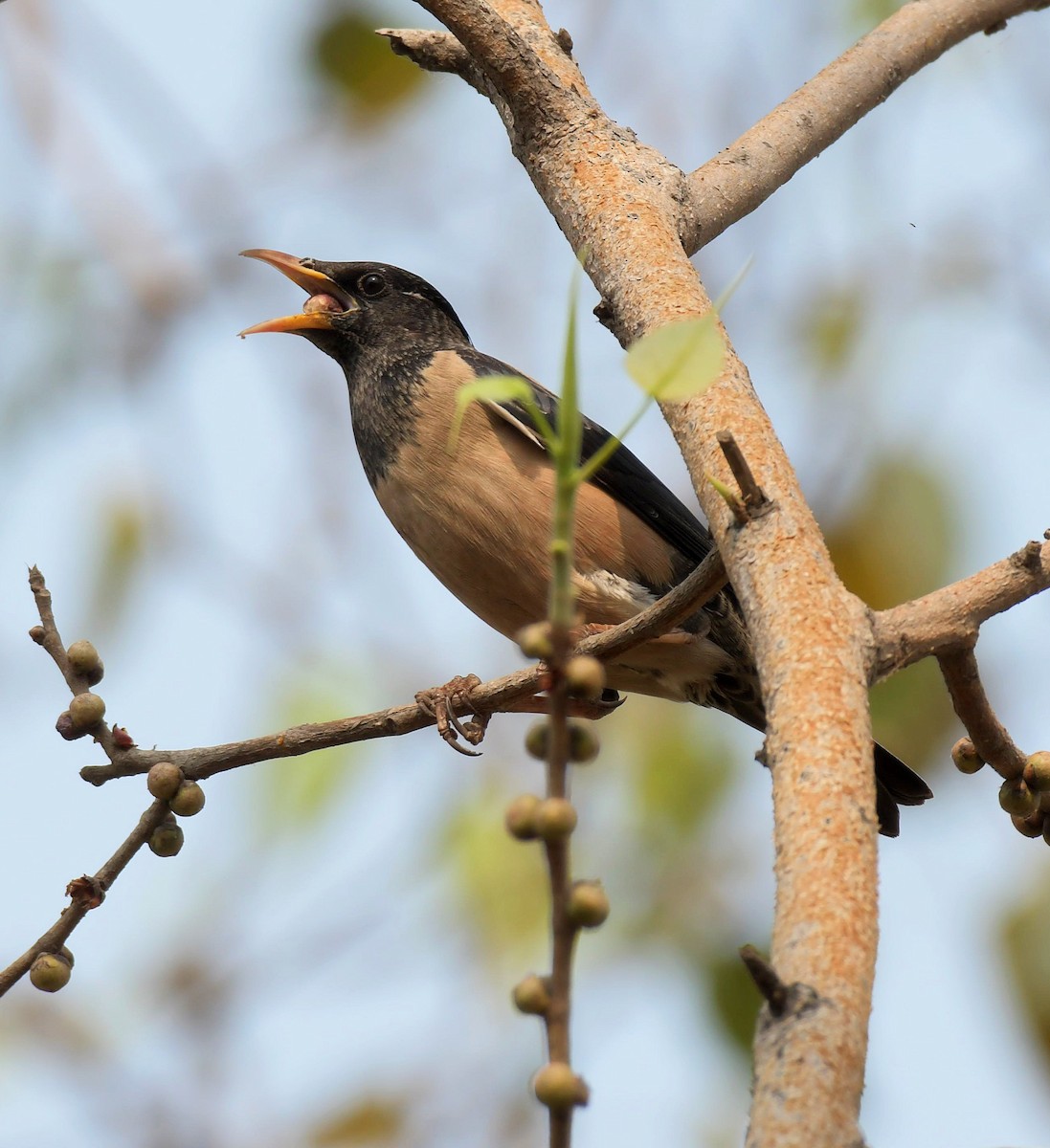 Rosy Starling - ML645327980