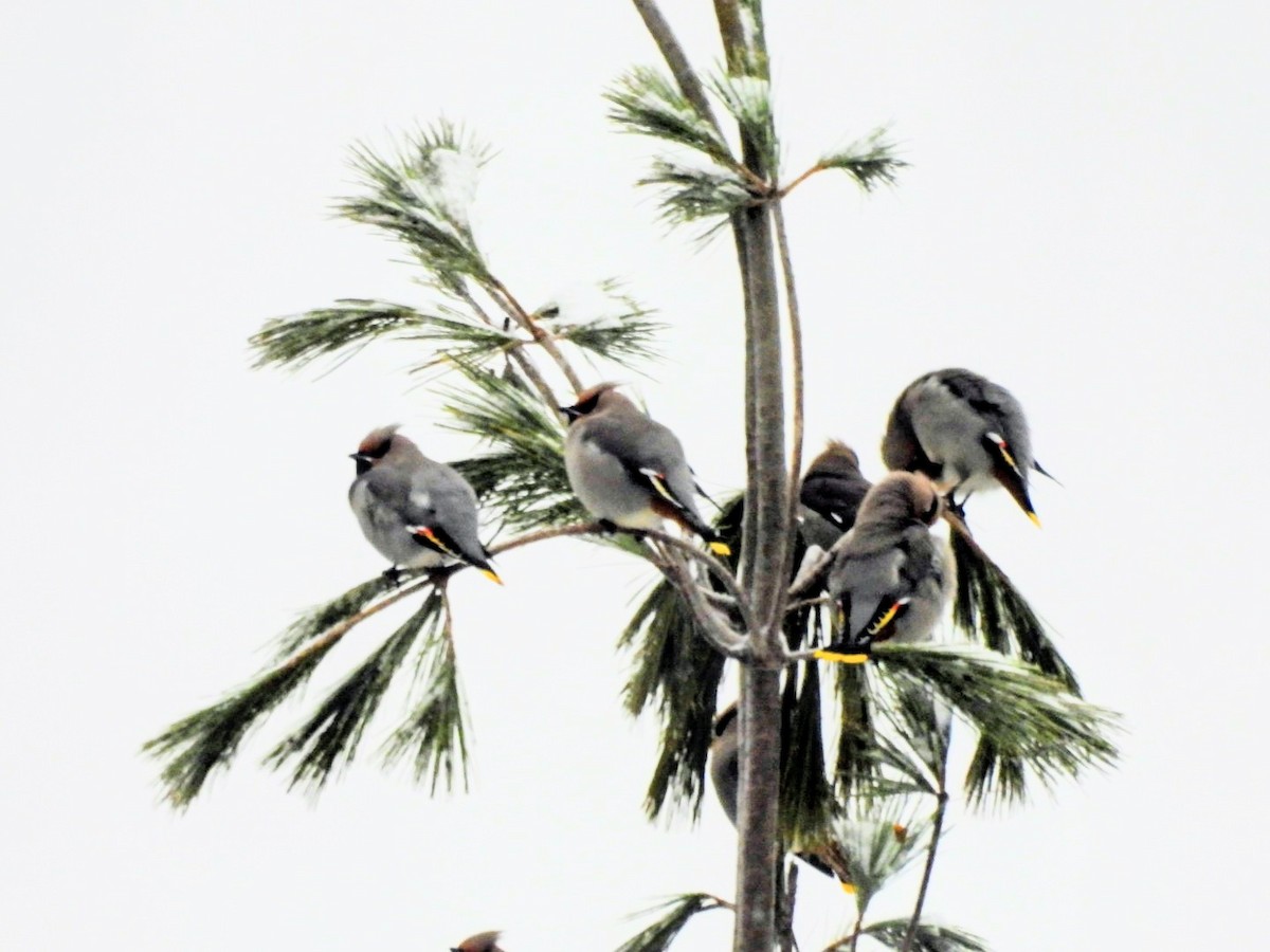 キレンジャク - ML645327990