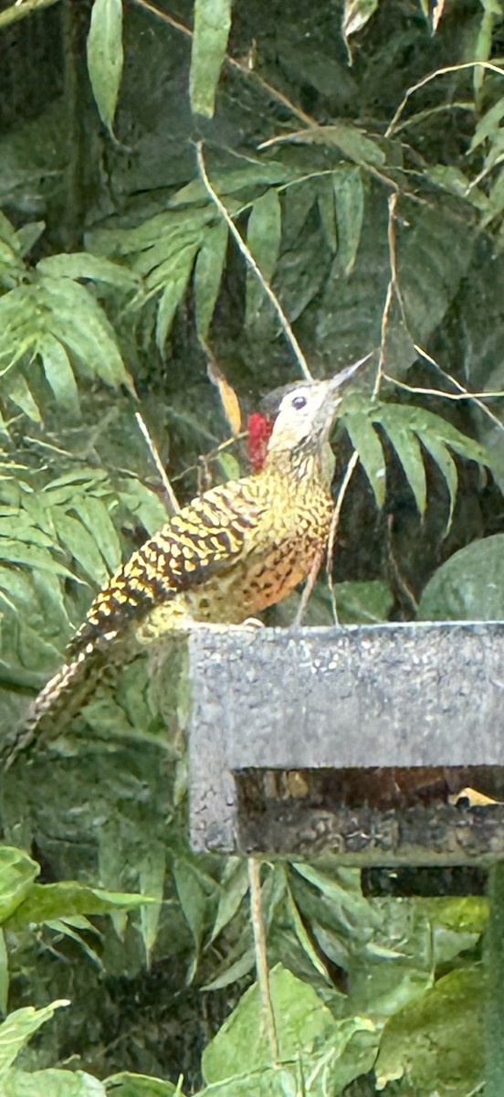 Grünbindenspecht (melanochloros/nattereri) - ML645327993