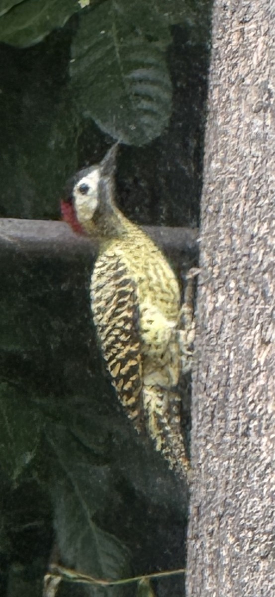 Grünbindenspecht (melanochloros/nattereri) - ML645327994