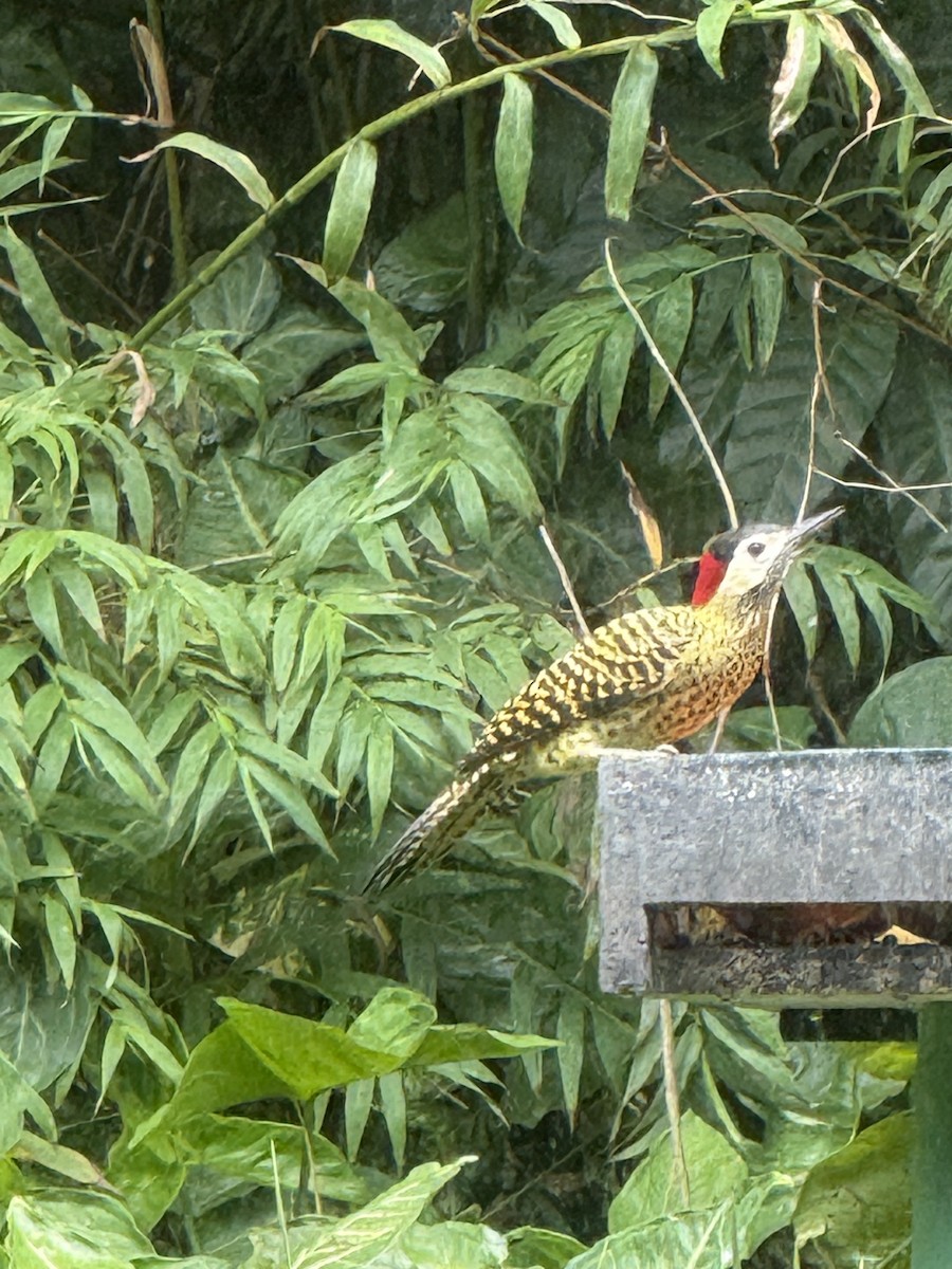 Grünbindenspecht (melanochloros/nattereri) - ML645327996