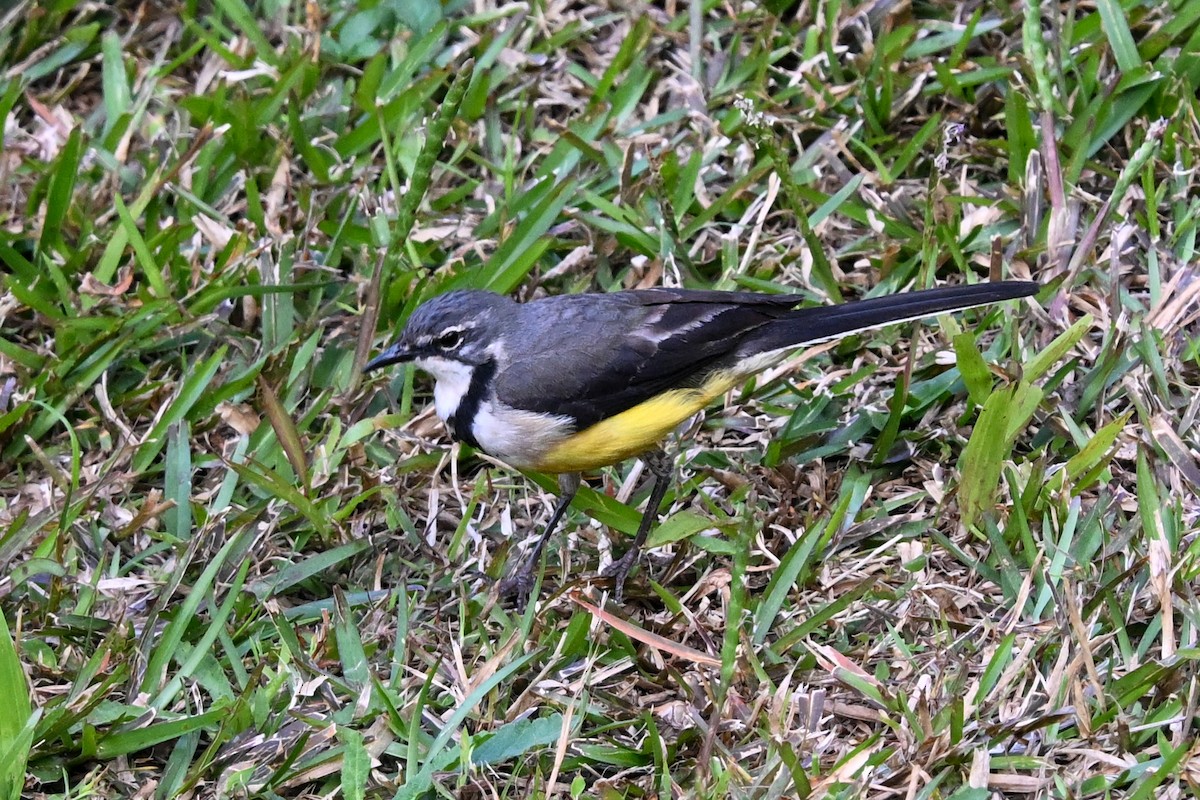 Madagascar Wagtail - ML645328002