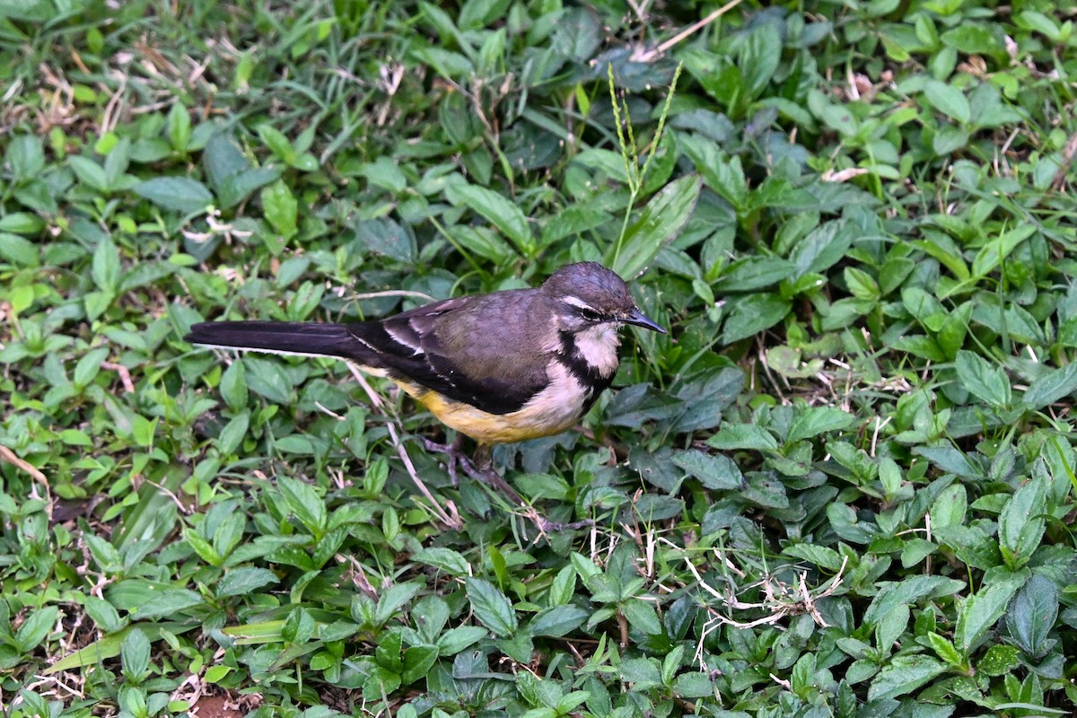 Madagascar Wagtail - ML645328003