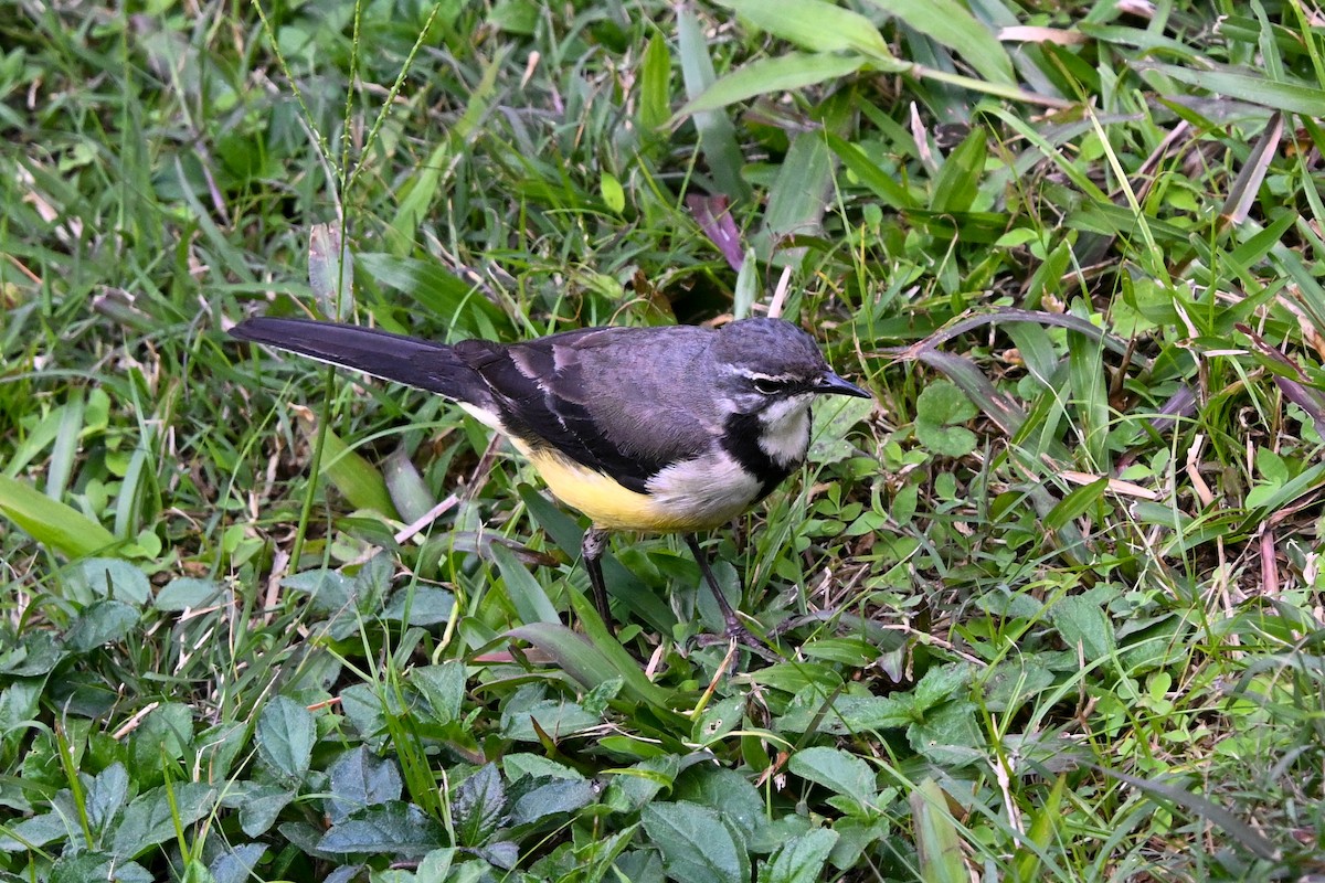 Madagascar Wagtail - ML645328004