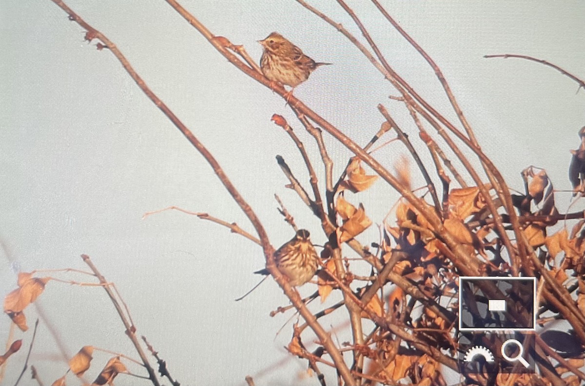 Savannah Sparrow (Savannah) - ML645328016