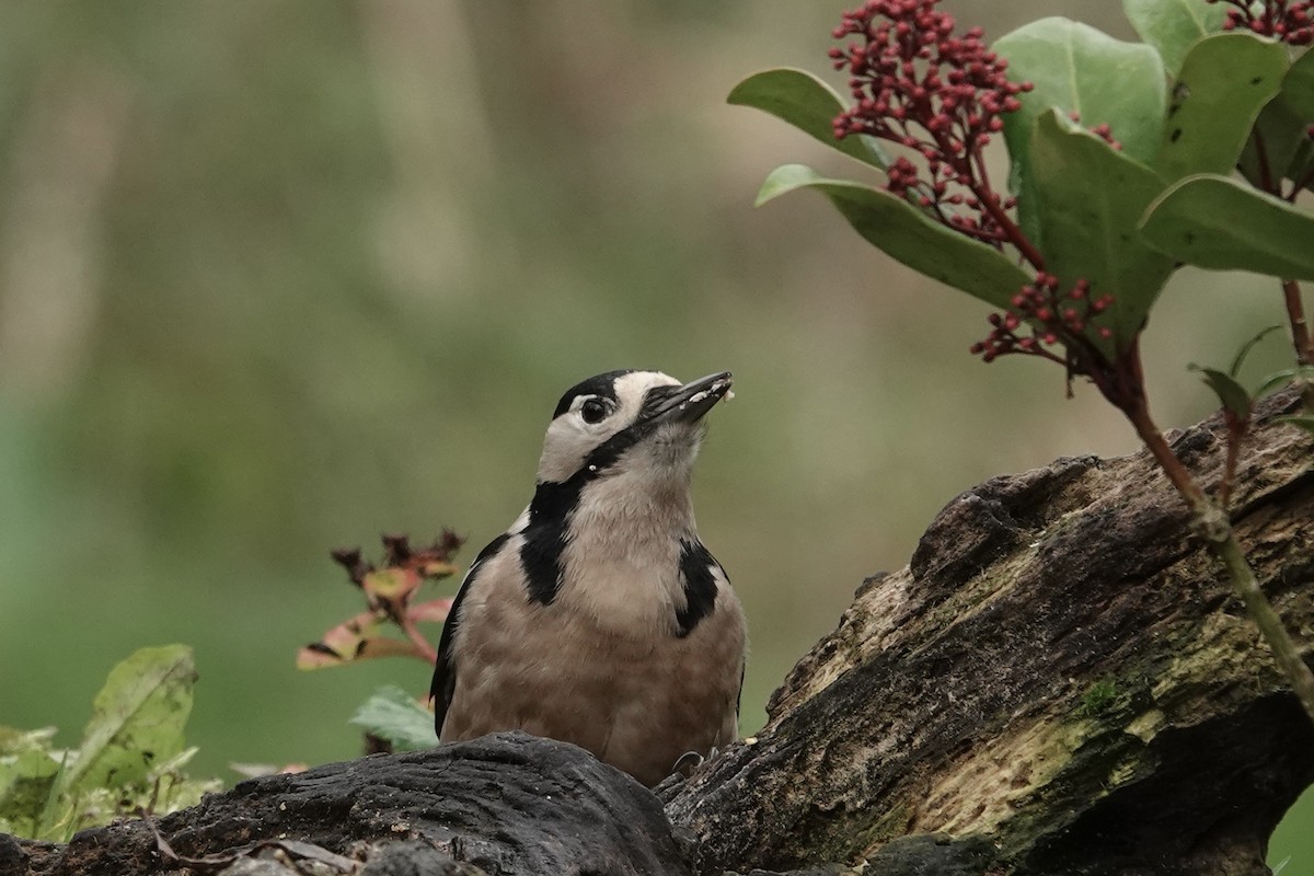 Pico Picapinos - ML645328022