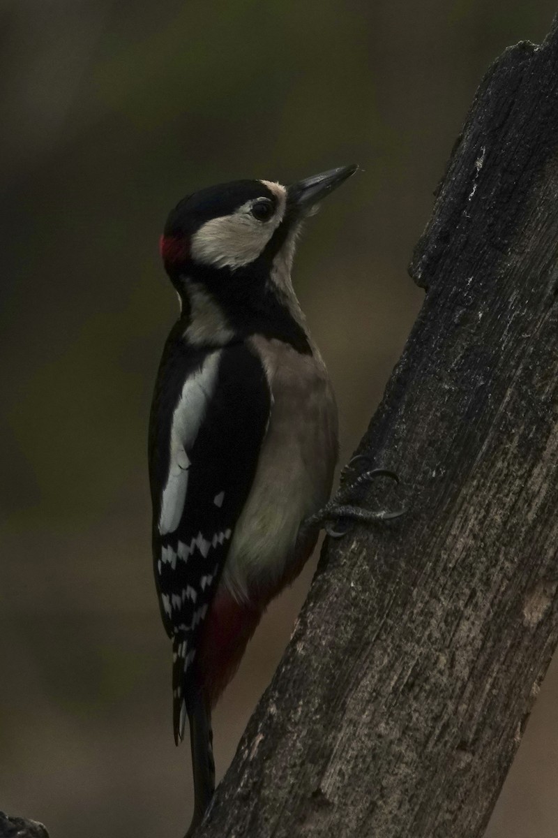 Pico Picapinos - ML645328023