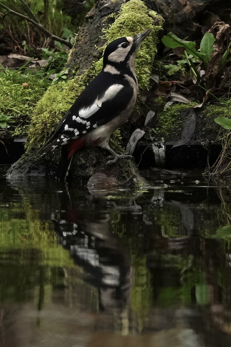 Pico Picapinos - ML645328024