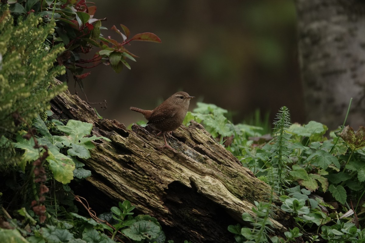 Chochín Paleártico - ML645328025